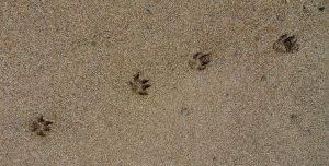 footprints